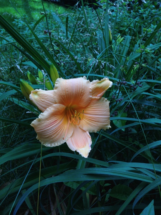 day lily 1