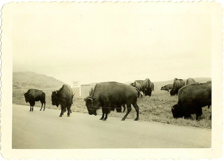 bison-1952-b